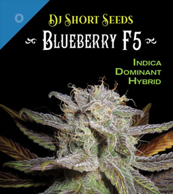 Blueberry Seed Package