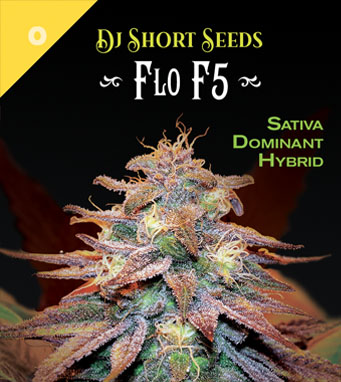 Flo Seed Package